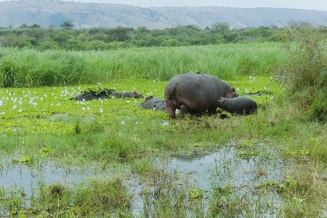 Akagera National Park 1 day Safari Experience - The return to Kigali