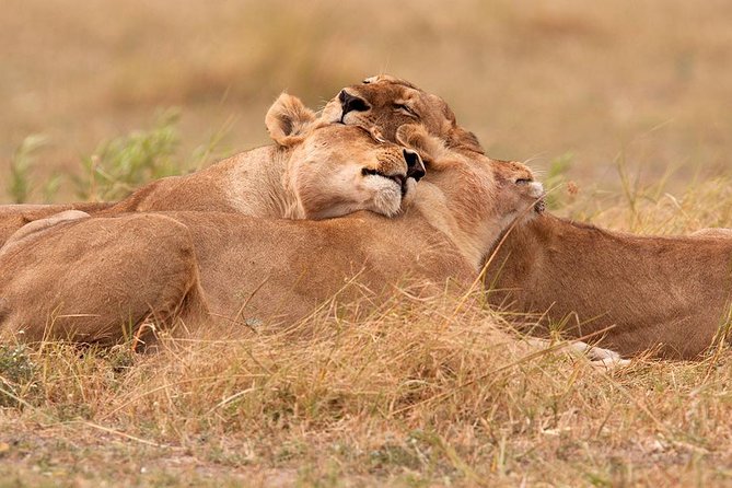 Akagera National Park Day Trip - Key points to know before booking