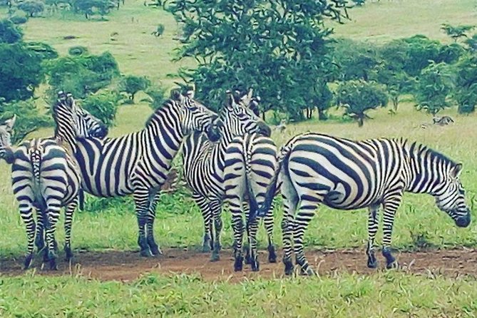 Akagera National Park Day Trip - Why Akagera works as a Kigali day trip