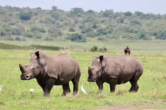 Akagera National Park Guided Day Pass - Key points to know before booking