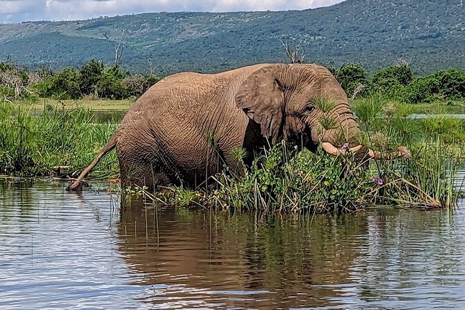 Akagera National Park Guided Day Pass - Why this Akagera day trip matters