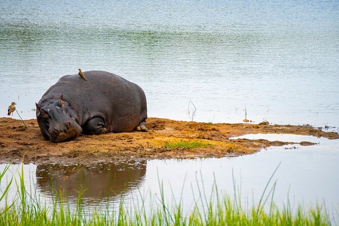 Akagera National Park Guided Day Pass - Looking for Akagera’s Big Five