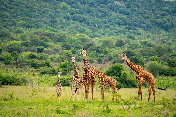 Akagera National Park Guided Day Pass - Beyond the Big Five: giraffes, zebras, and antelopes