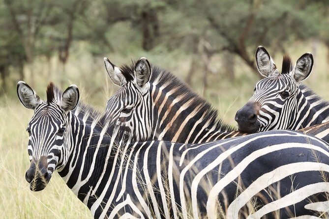 Akagera National Park Guided Day Pass - Birdwatching with more than 500 species