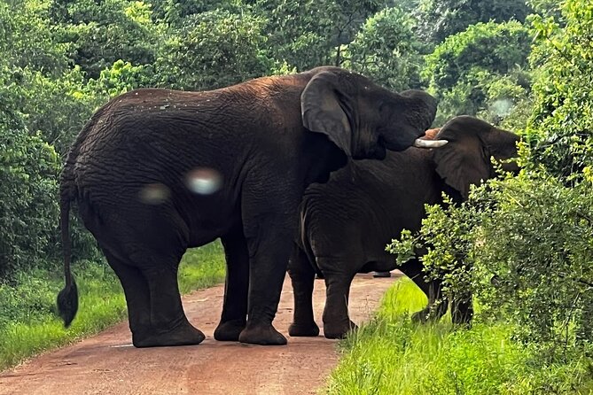 Akagera National Park Guided Day Pass - What the guides add to the experience
