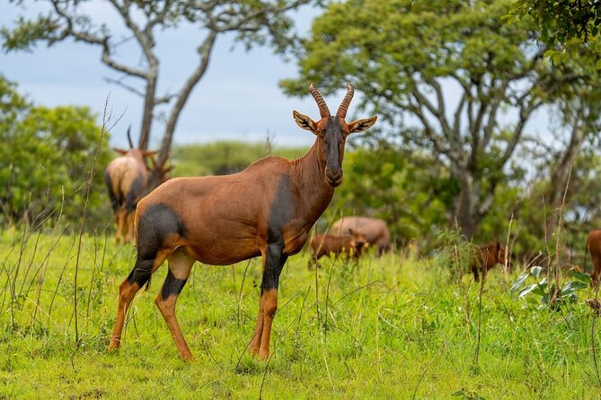 Akagera National Park Guided Day Pass - Leaving Kigali at 5:30 am