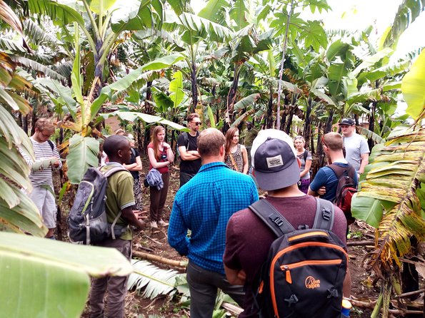 Banana beer brewery - From green bananas to a finished drink