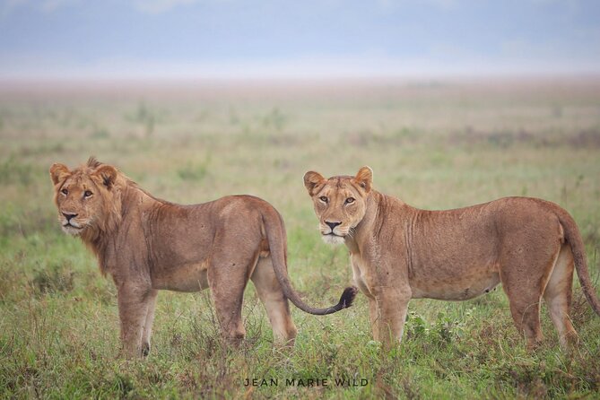 Big 5 Safari Day Trip - Key points before you book