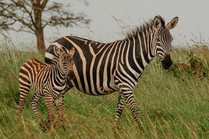Big 5 Safari Day Trip - The guide team is the real value