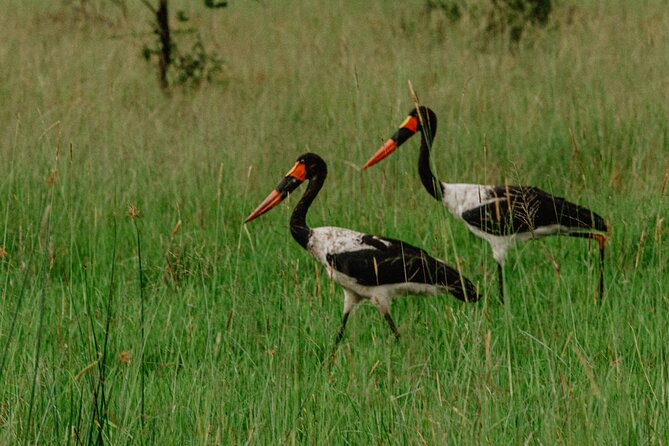 Big 5 Safari Day Trip - Is $283 per person a fair price?