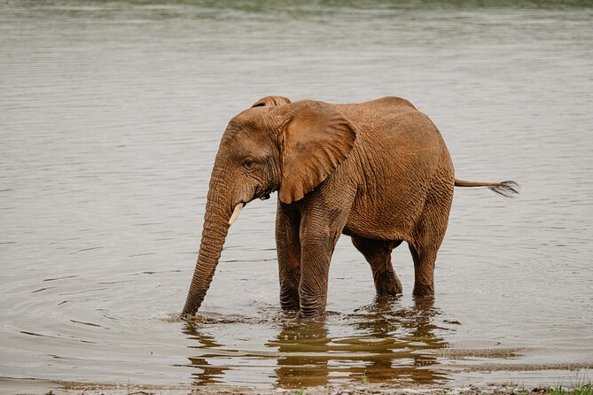 Big 5 Safari Day Trip - Who should book this safari?