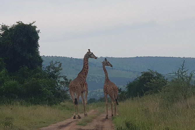 Cool Share Day Akagera Game Drive, Daily Depart, Boat Ride, Lunch - Entering Akagera National Park