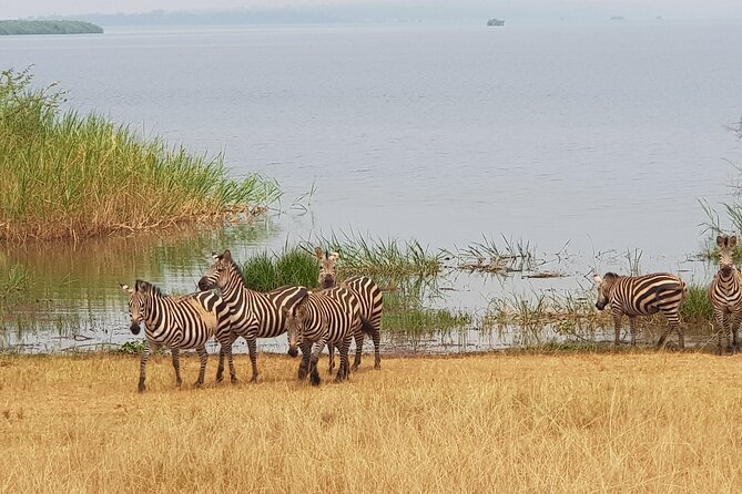 Cool Share Day Akagera Game Drive, Daily Depart, Boat Ride, Lunch - Is $220 Good Value?