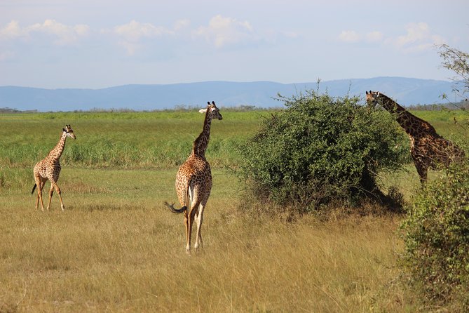Discover the Beauty of Rwanda in 12Days - Who will enjoy this trip most?