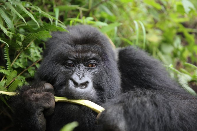Discover the Beauty of Rwanda in 12Days - Kigali: begin with context, not just scenery