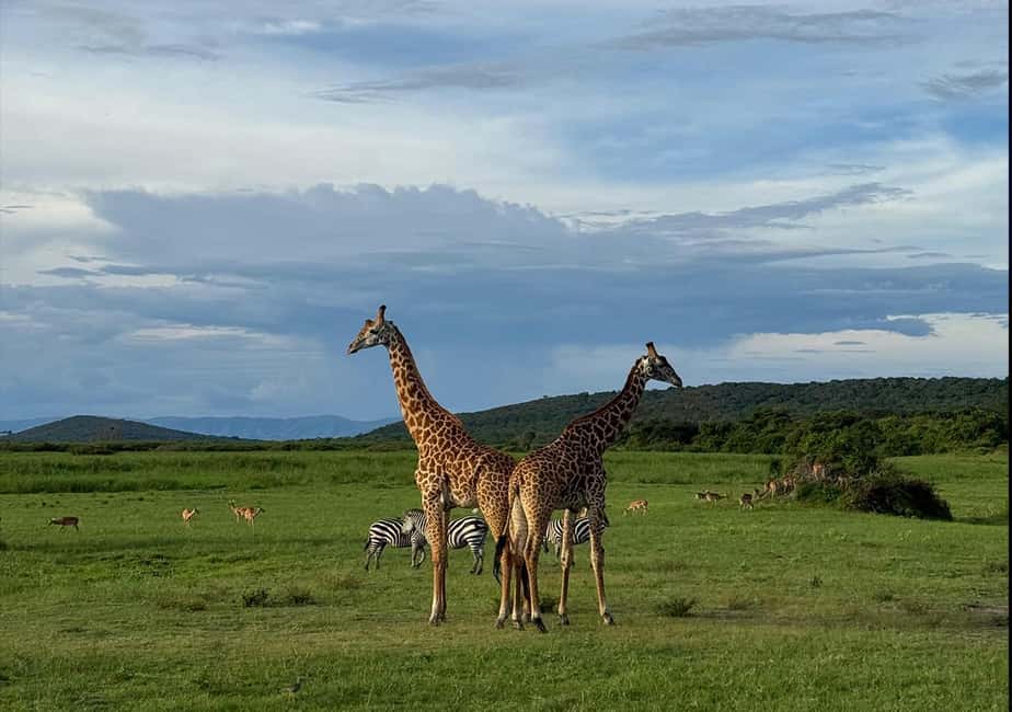 From Kigali: 1 Day All inclusive Akagera Safari - Key Points Before You Book