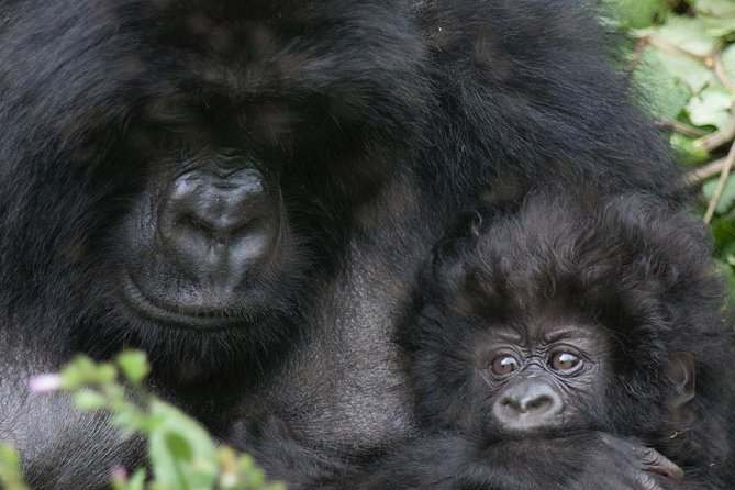 From Kigali: 10 Hour Day-trip Rwanda Gorilla Trekking with Lunch - Why this short Rwanda trip makes sense
