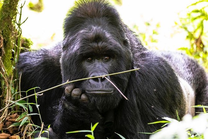 From Kigali: 10 Hour Day-trip Rwanda Gorilla Trekking with Lunch - The gorilla encounter and its one-hour limit