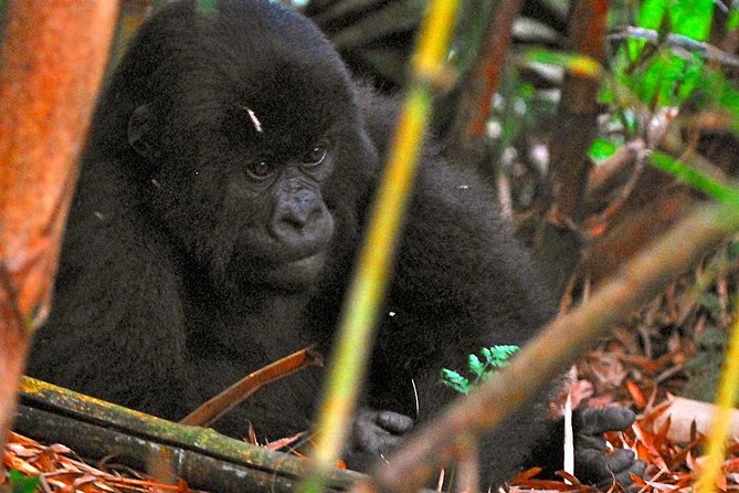 From Kigali: 10 Hour Day-trip Rwanda Gorilla Trekking with Lunch - Lunch, water, and the return to Kigali