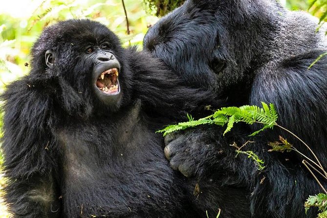 From Kigali: 10 Hour Day-trip Rwanda Gorilla Trekking with Lunch - What the $332.86 price really covers