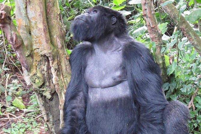 From Kigali: 10 Hour Day-trip Rwanda Gorilla Trekking with Lunch - The guides and the human side of the trip