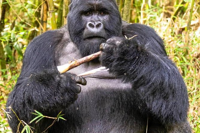From Kigali: 10 Hour Day-trip Rwanda Gorilla Trekking with Lunch - Who should book this day trip?