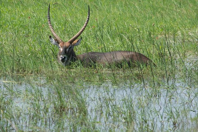 From Kigali: 12 Hour Custom Day trip for game Drive in Akagera NP - Why Akagera makes sense from Kigali