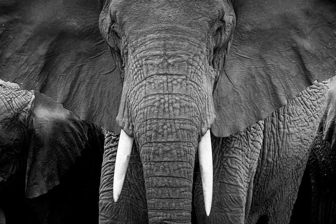 From Kigali: 12 Hour Custom Day trip for game Drive in Akagera NP - Taking the Lake Ihema boat trip