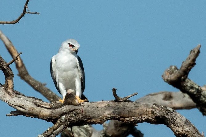 From Kigali: 12 Hour Custom Day trip for game Drive in Akagera NP - What you may see in Akagera