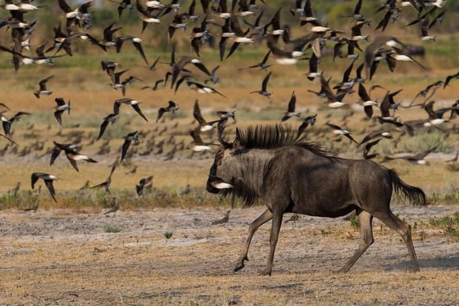 From Kigali: 12 Hour Custom Day trip for game Drive in Akagera NP - What the price includes, and what needs checking