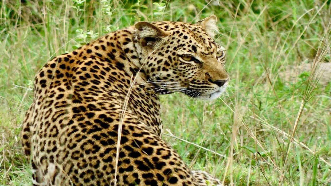 From Kigali: 2-Day Akagera National Park Safari with Boat - Key points to know before booking