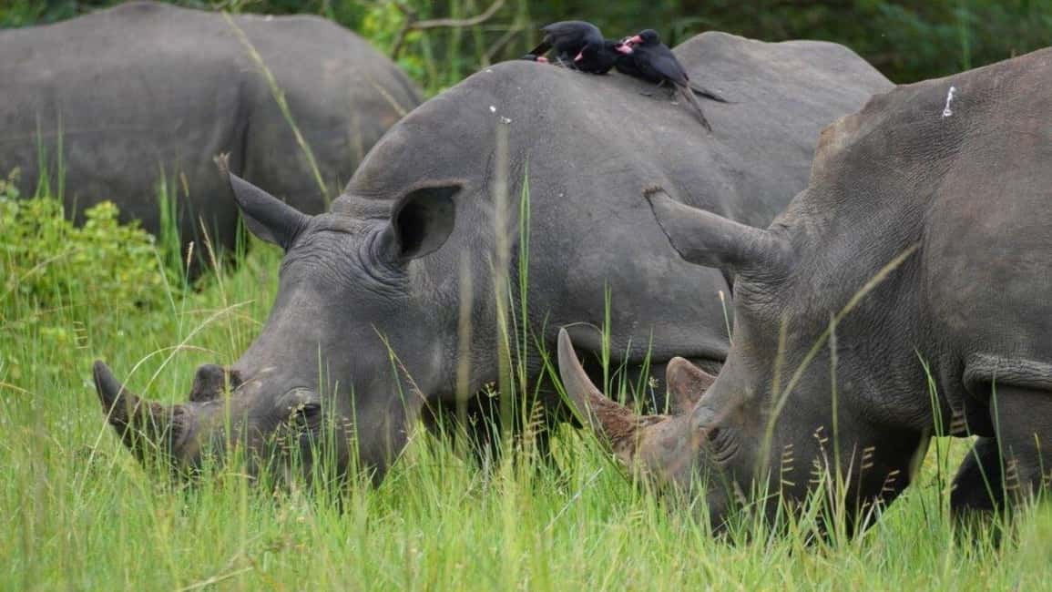 From Kigali: 2-Day Akagera National Park Safari with Boat - The evening game drive and first wildlife sightings