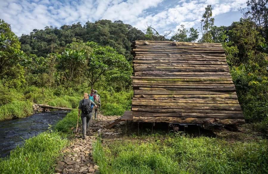 From Kigali: 2 days chimpanzee trekking and canopy walk - Why Nyungwe works as a two-day escape