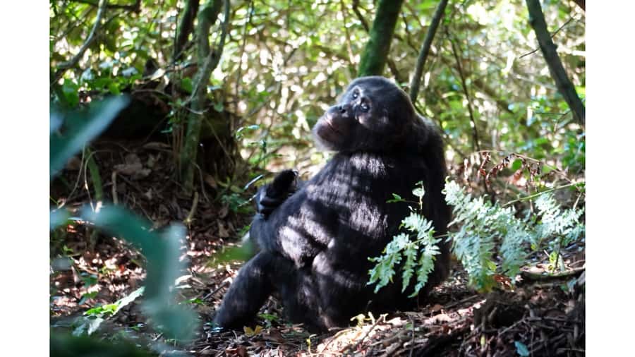 From Kigali: 2 days chimpanzee trekking and canopy walk - Tea fields and fresh Rwandan tea