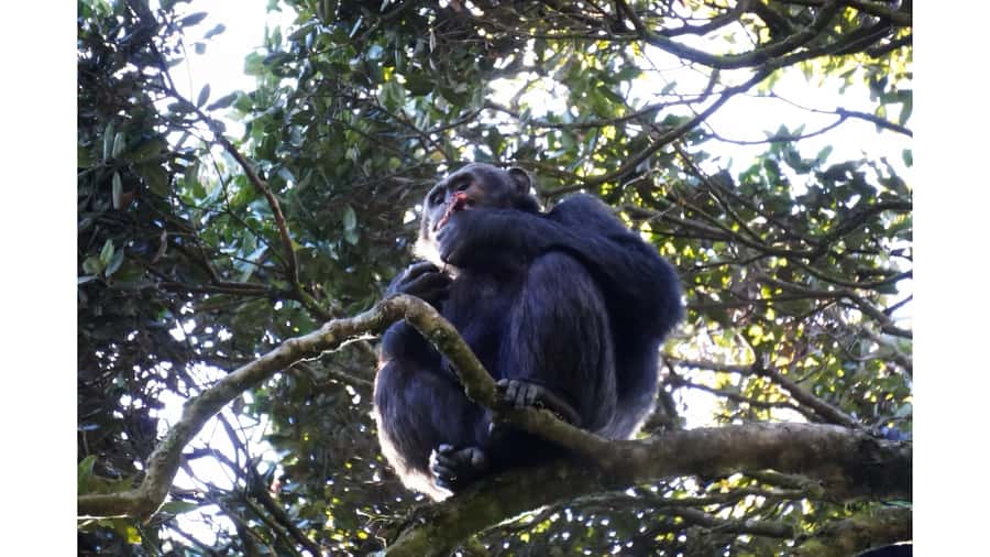From Kigali: 2 days chimpanzee trekking and canopy walk - A night near the park