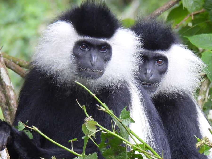 From Kigali: 2 days chimpanzee trekking and canopy walk - What the $999 price means