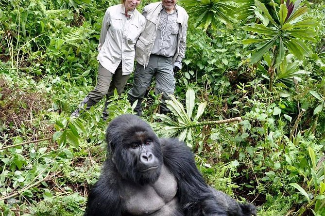 From Kigali: 3 Days Gorillas and golden monkeys trek Adventure - Booking details worth confirming