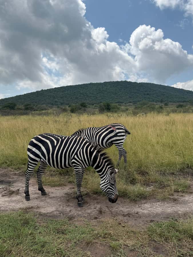 From Kigali: Akagera National Park Safari game drive - Should you book the Akagera day safari?