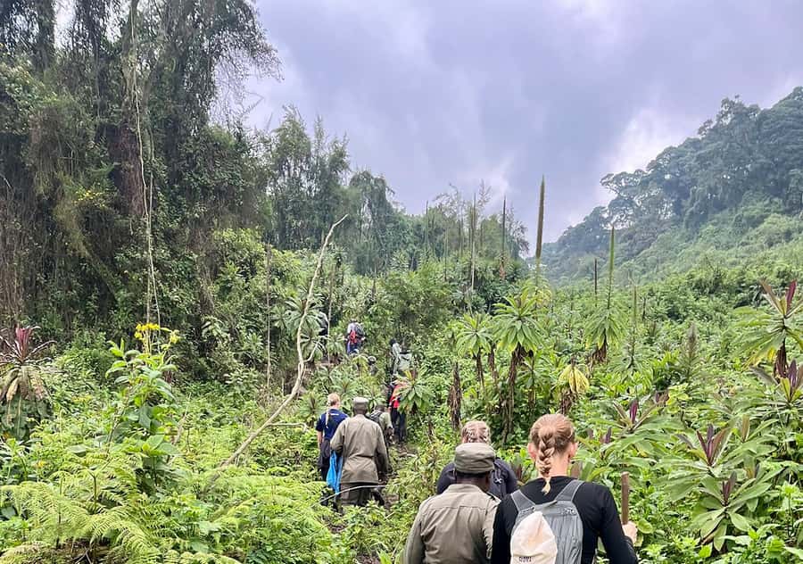 From Kigali: Bisoke Summit Trek, Crater Lake 1 Day Safari - Key points about the Bisoke summit trek