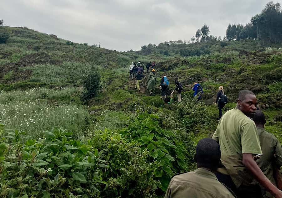 From Kigali: Bisoke Summit Trek, Crater Lake 1 Day Safari - Giant heather and volcanic ground