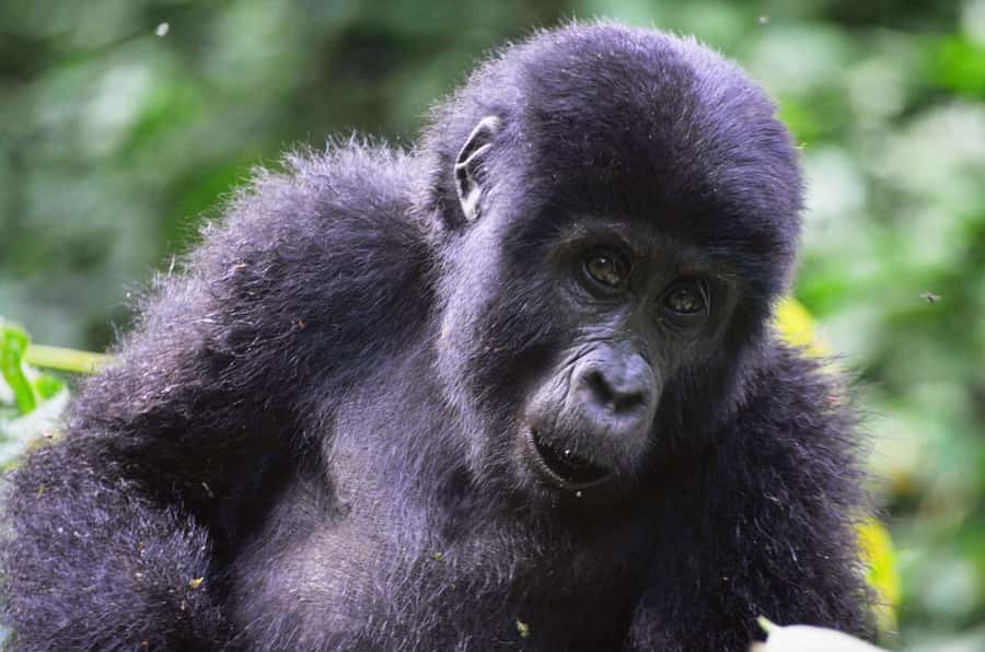 From Kigali: Volcanoes National Park Gorilla Trek with Lunch - Key points to know before booking