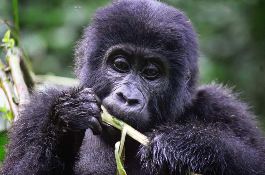 From Kigali: Volcanoes National Park Gorilla Trek with Lunch - Why the Kigali to Volcanoes route matters