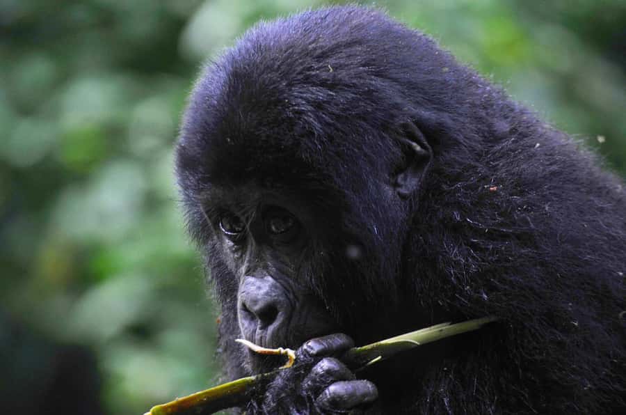 From Kigali: Volcanoes National Park Gorilla Trek with Lunch - What the mountain gorilla trek is really like