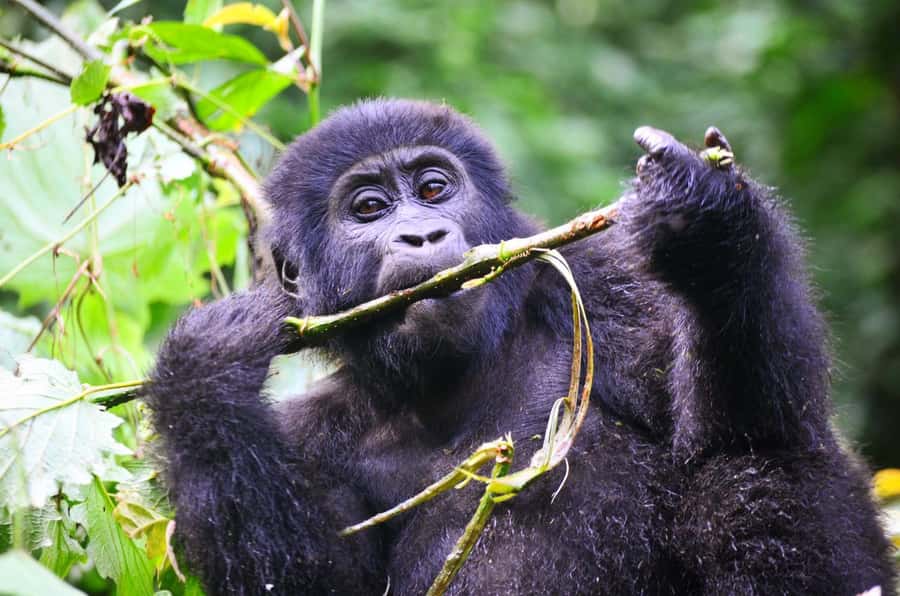 From Kigali: Volcanoes National Park Gorilla Trek with Lunch - Is $2,499 a fair price for one day?