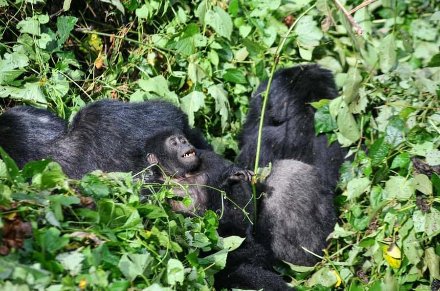 From Kigali: Volcanoes National Park Gorilla Trek with Lunch - Should you book this private Rwanda gorilla tour?