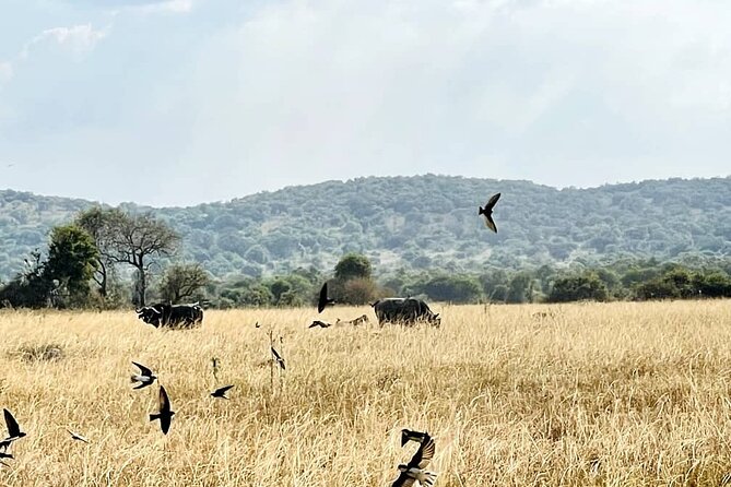 Full Day Akagera National Park Game Drive and Boat Safari - Key points to know before booking