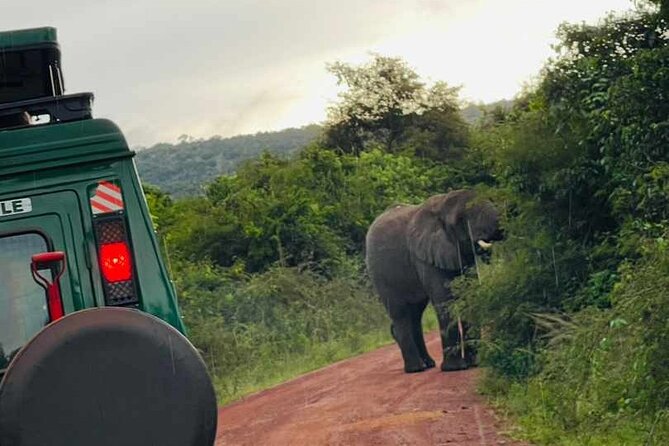 Full Day Akagera National Park Game Drive and Boat Safari - Pickup from Kigali and the early road start