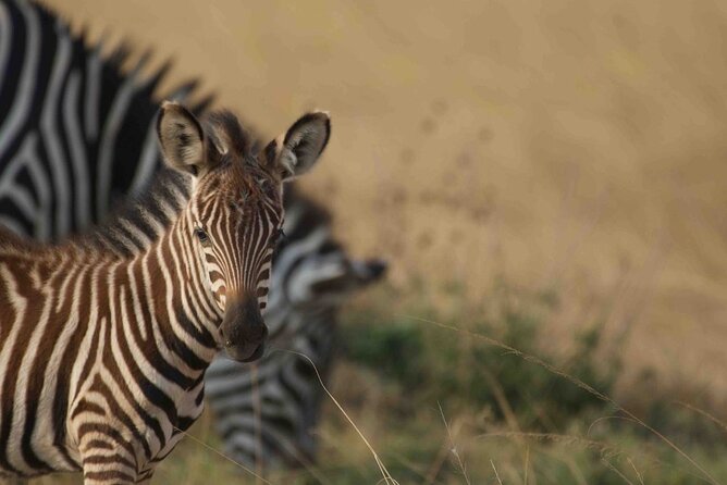Full Day Private Akagera National Park Safari Tour in Rwanda - Key points to know before booking