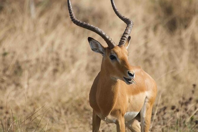 Full Day Private Akagera National Park Safari Tour in Rwanda - Why Akagera makes a strong one-day safari