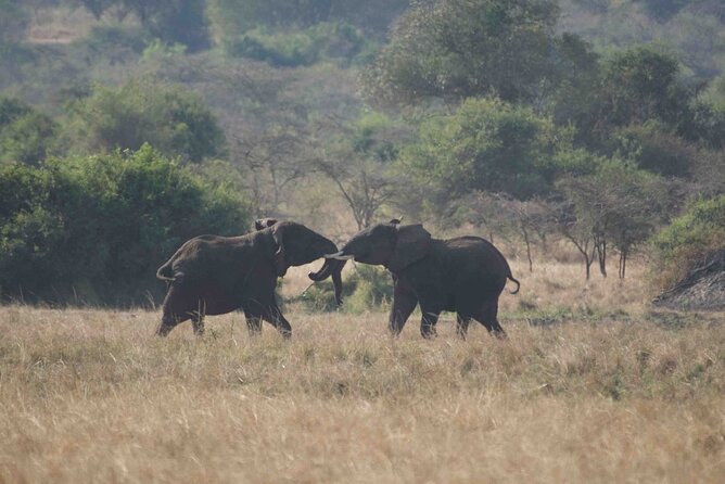 Full Day Private Akagera National Park Safari Tour in Rwanda - Wildlife viewing with a private guide